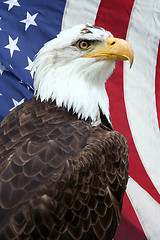 Image showing American Eagle