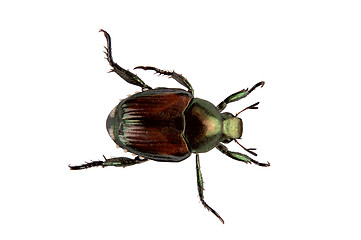 Image showing Japanese Beetle Pest - Popillia japonica