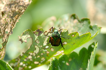 Image showing Japanese Beetle - Popillia japonica - damages a strawberry plant