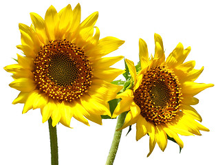 Image showing sunflowers 