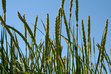 Image showing blue straws