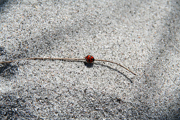 Image showing sand bug