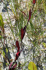 Image showing red on beach