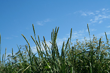 Image showing summer straw