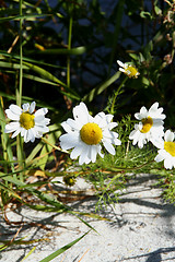 Image showing sand flower