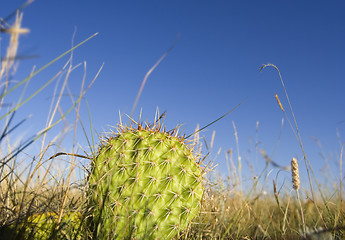 Image showing Prickly pear