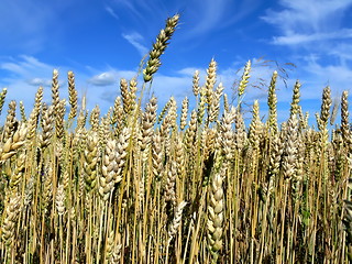 Image showing Wheat