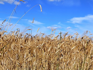 Image showing Wheat 1