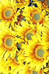 Image showing Sunflowers detail