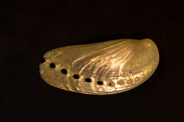 Image showing Seashell