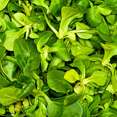 Image showing Lambs tongue salad