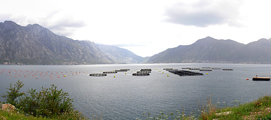 Image showing Farming fish Montenegro