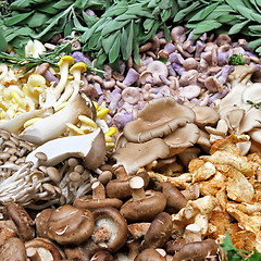 Image showing Mushroom variety