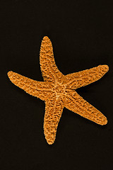 Image showing Starfish