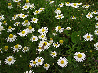 Image showing Beautiful flowers