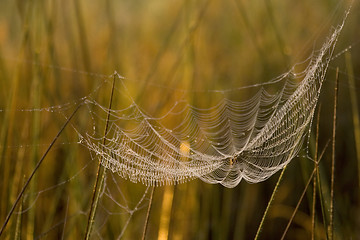 Image showing Spiderweb