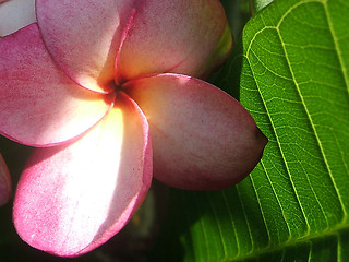 Image showing Light and shadow