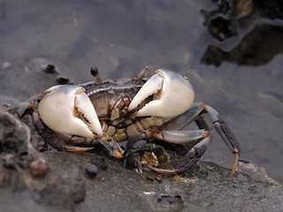 Image showing Feeding crab