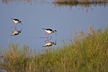 Image showing Wading birds