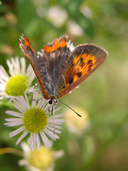 Image showing Butterfly