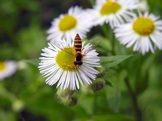 Image showing Bee on the flower