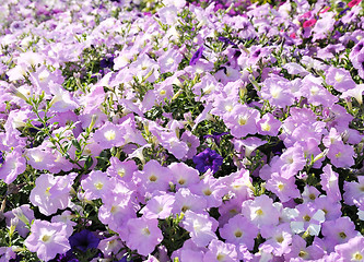 Image showing petunia flowers