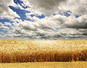 Image showing Wheat field