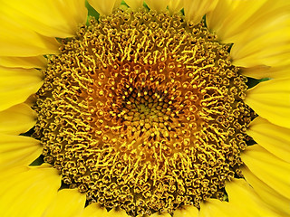 Image showing sunflower