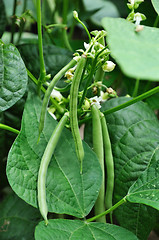 Image showing Green beans 