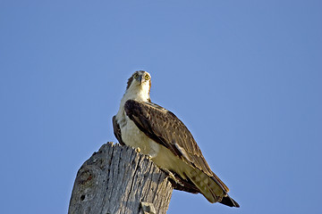 Image showing Osprey
