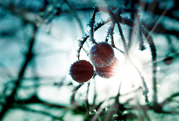 Image showing frozen berries with ice crystals