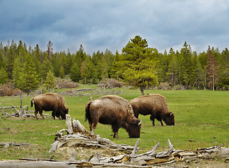 Image showing mountain valley with bisons and forest