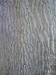 Image showing Tree trunk detail