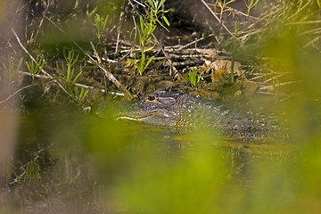 Image showing Alligator