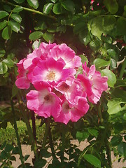 Image showing Roses