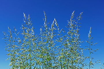 Image showing Flowering cereal grass