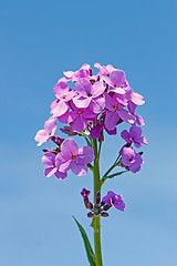Image showing Decorative purple flowers