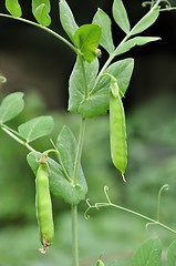 Image showing green pea pods