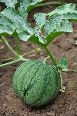 Image showing watermelon