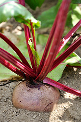 Image showing beetroot