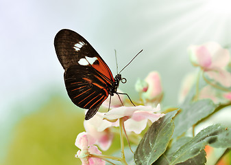 Image showing tropical butterfly