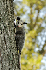 Image showing opossum