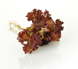 Image showing Red  lettuce