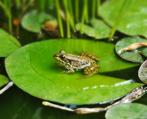 Image showing common water frog