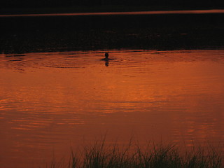 Image showing swimming in a orange lake