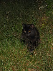 Image showing Cat in the grass