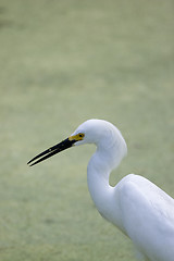 Image showing Egret