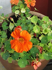 Image showing orange flower