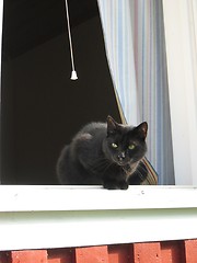 Image showing cat in the window