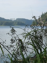 Image showing naure by the lake